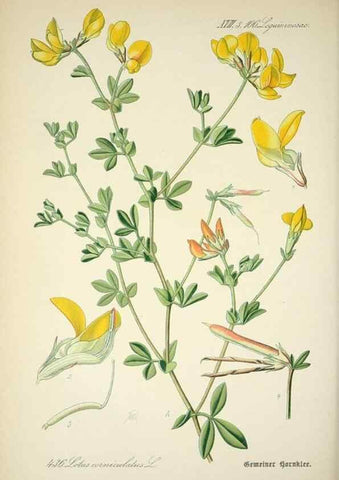 Reproducción/Reproduction 7982427812: Prof. Dr. Thomé's Flora von Deutschland, Österreich und der Schweiz, in Wort und Bild, für Schule und Haus ; mit ... Tafeln ... von Walter Müller.. Gera-Untermhaus :F.E. Köhler,1886-1934.