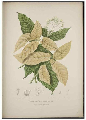 Reproducción/Reproduction 7977091700: Fleurs, fruits et feuillages choisis de l'ille de Java. Bruxelles :C. Muquardt,[1880]