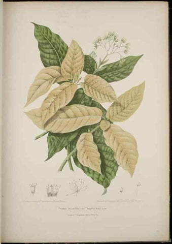 Reproducción/Reproduction 7977091700: Fleurs, fruits et feuillages choisis de l'ille de Java. Bruxelles :C. Muquardt,[1880]