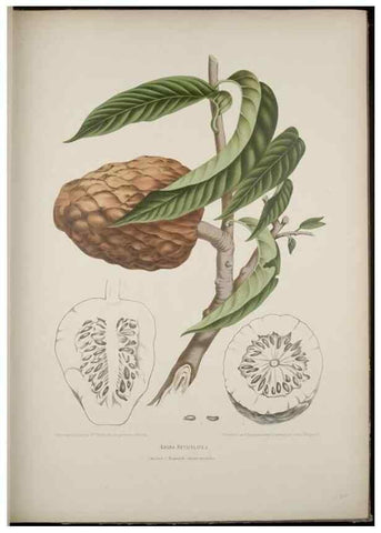 Reproducción/Reproduction 7977091522: Fleurs, fruits et feuillages choisis de l'ille de Java. Bruxelles :C. Muquardt,[1880]
