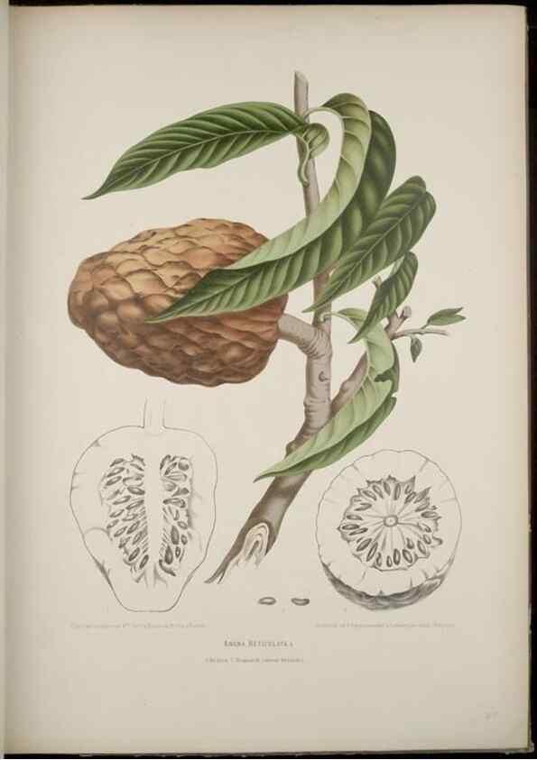 Reproducción/Reproduction 7977091522: Fleurs, fruits et feuillages choisis de l'ille de Java. Bruxelles :C. Muquardt,[1880]