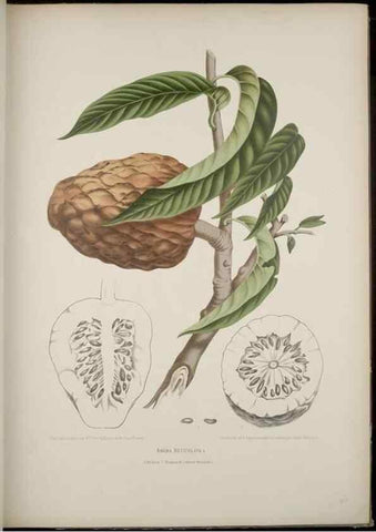 Reproducción/Reproduction 7977091522: Fleurs, fruits et feuillages choisis de l'ille de Java. Bruxelles :C. Muquardt,[1880]