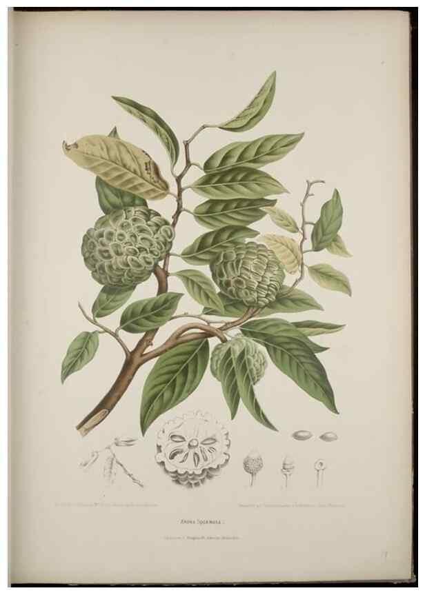 Reproducción/Reproduction 7977091352: Fleurs, fruits et feuillages choisis de l'ille de Java. Bruxelles :C. Muquardt,[1880]