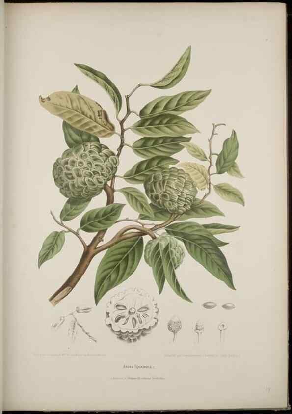 Reproducción/Reproduction 7977091352: Fleurs, fruits et feuillages choisis de l'ille de Java. Bruxelles :C. Muquardt,[1880]