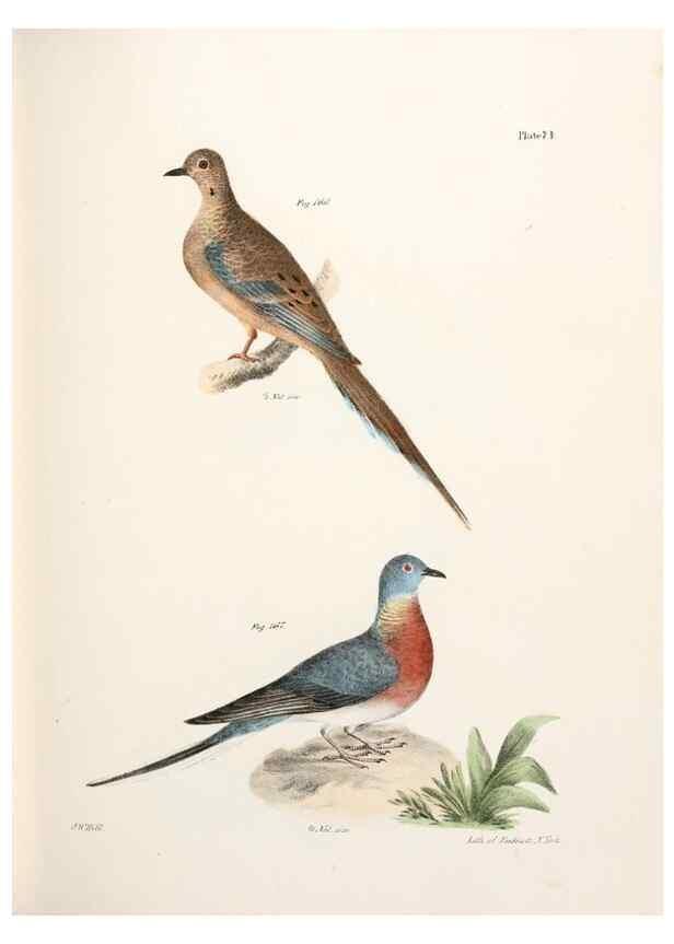 Reproducción/Reproduction 7894697494: Zoology of New York;. Albany :W. & A. White & J. Visscher :1842-44.
