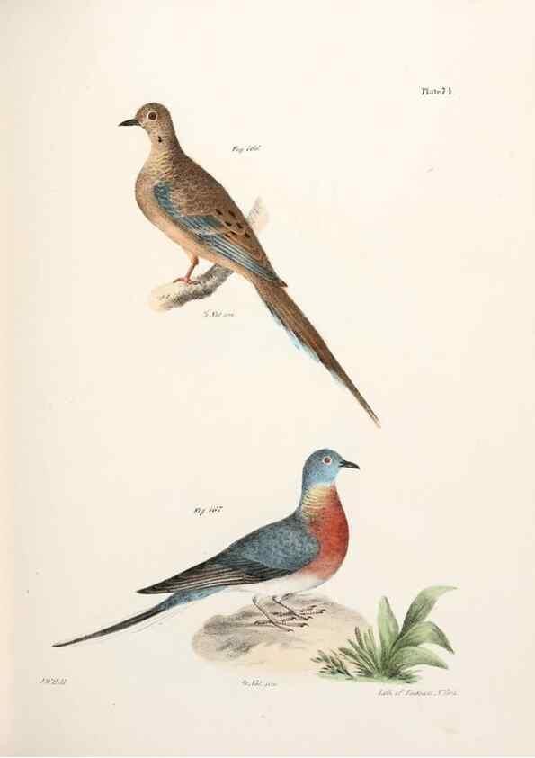 Reproducción/Reproduction 7894697494: Zoology of New York;. Albany :W. & A. White & J. Visscher :1842-44.