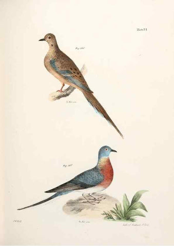 Reproducción/Reproduction 7894697494: Zoology of New York;. Albany :W. & A. White & J. Visscher :1842-44.