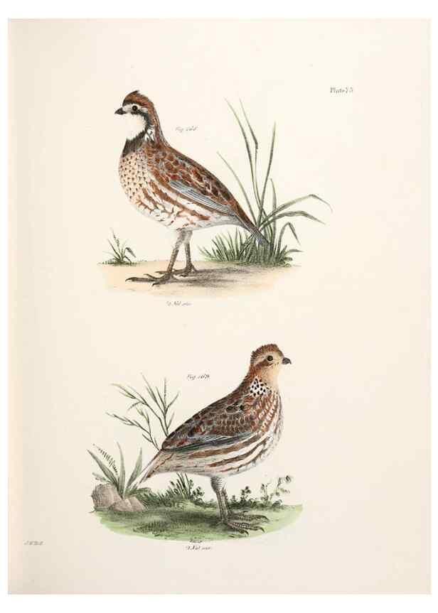 Reproducción/Reproduction 7894698384: Zoology of New York;. Albany :W. & A. White & J. Visscher :1842-44.