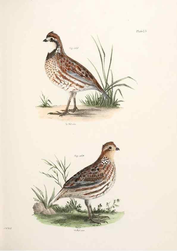 Reproducción/Reproduction 7894698384: Zoology of New York;. Albany :W. & A. White & J. Visscher :1842-44.