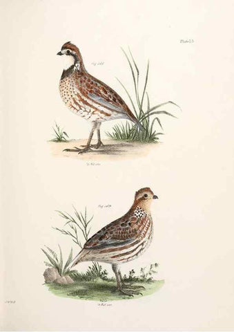 Reproducción/Reproduction 7894698384: Zoology of New York;. Albany :W. & A. White & J. Visscher :1842-44.