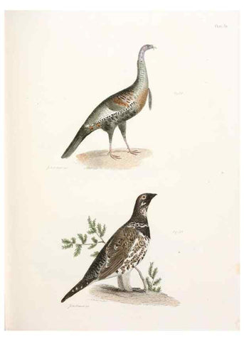 Reproducción/Reproduction 7894699054: Zoology of New York;. Albany :W. & A. White & J. Visscher :1842-44.