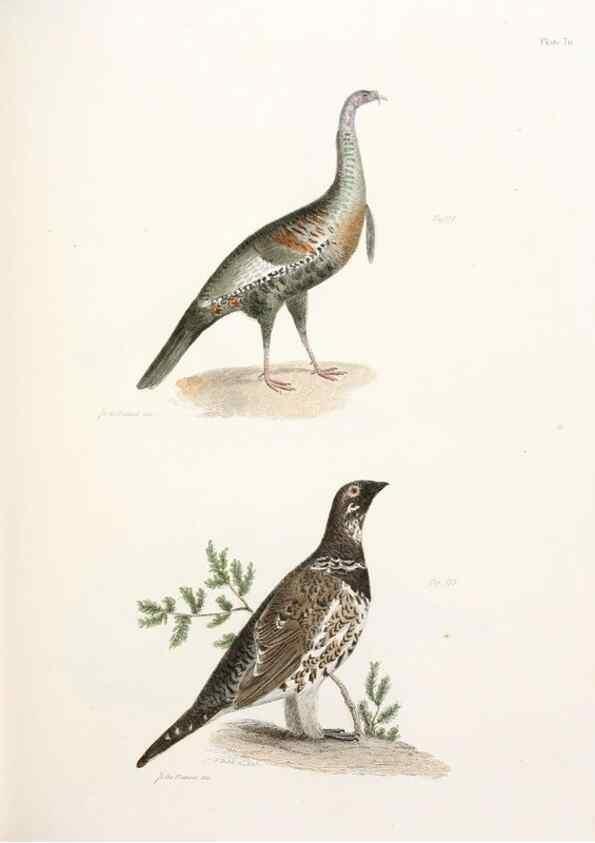 Reproducción/Reproduction 7894699054: Zoology of New York;. Albany :W. & A. White & J. Visscher :1842-44.