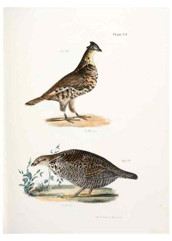 Reproducción/Reproduction 7894699762: Zoology of New York;. Albany :W. & A. White & J. Visscher :1842-44.