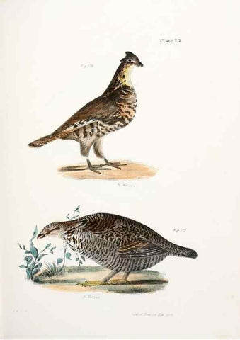 Reproducción/Reproduction 7894699762: Zoology of New York;. Albany :W. & A. White & J. Visscher :1842-44.
