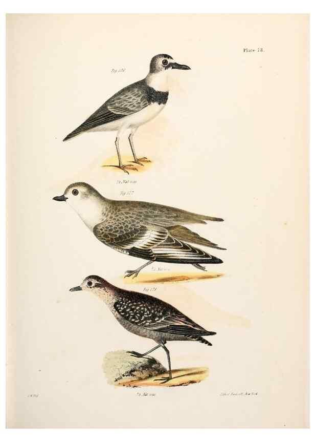 Reproducción/Reproduction 7894700476: Zoology of New York;. Albany :W. & A. White & J. Visscher :1842-44.