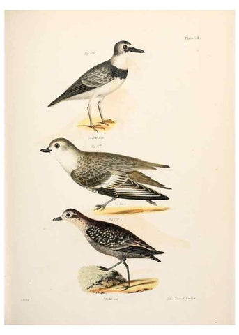 Reproducción/Reproduction 7894700476: Zoology of New York;. Albany :W. & A. White & J. Visscher :1842-44.