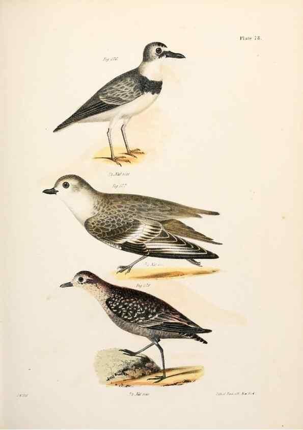 Reproducción/Reproduction 7894700476: Zoology of New York;. Albany :W. & A. White & J. Visscher :1842-44.