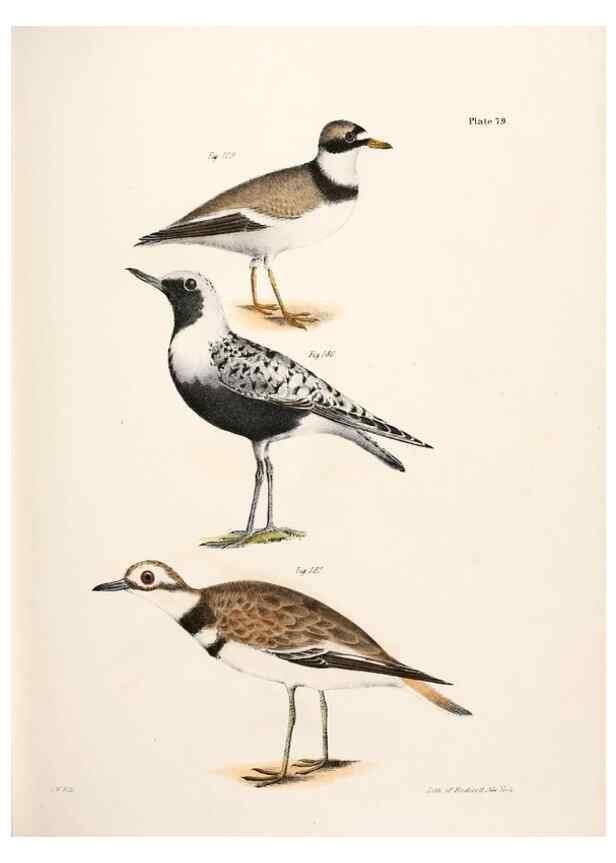 Reproducción/Reproduction 7894701200: Zoology of New York;. Albany :W. & A. White & J. Visscher :1842-44.