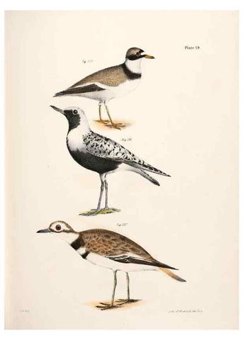 Reproducción/Reproduction 7894701200: Zoology of New York;. Albany :W. & A. White & J. Visscher :1842-44.