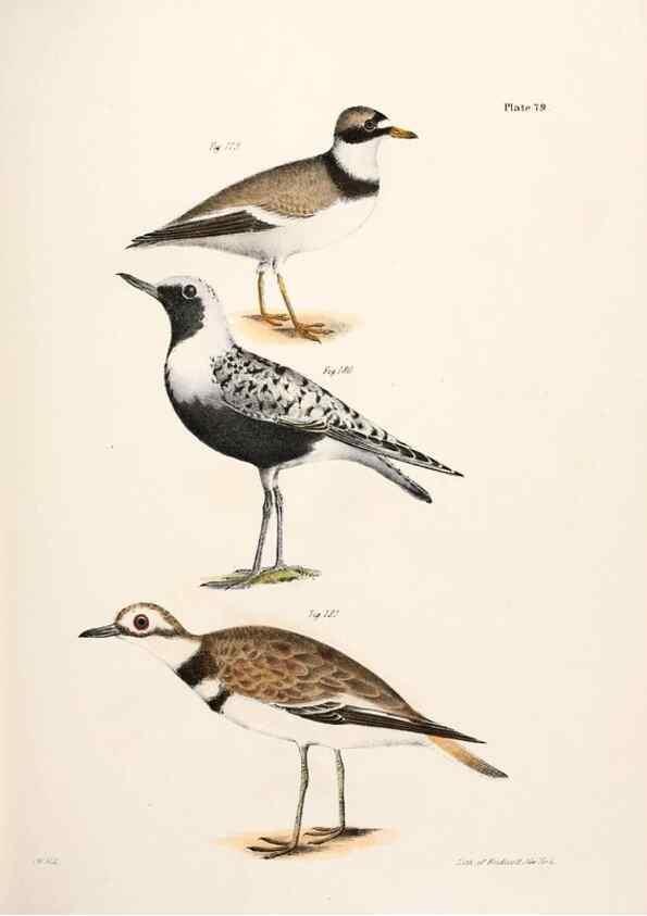 Reproducción/Reproduction 7894701200: Zoology of New York;. Albany :W. & A. White & J. Visscher :1842-44.