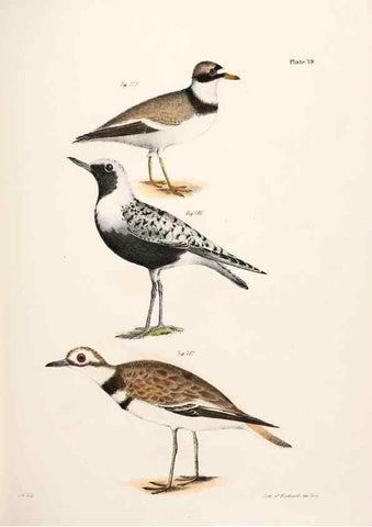 Reproducción/Reproduction 7894701200: Zoology of New York;. Albany :W. & A. White & J. Visscher :1842-44.