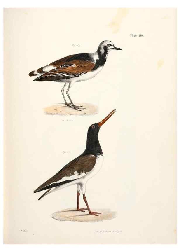 Reproducción/Reproduction 7894701834: Zoology of New York;. Albany :W. & A. White & J. Visscher :1842-44.