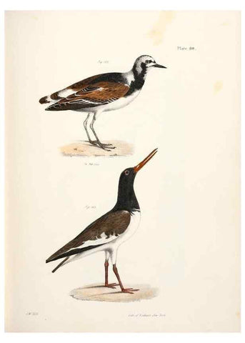 Reproducción/Reproduction 7894701834: Zoology of New York;. Albany :W. & A. White & J. Visscher :1842-44.