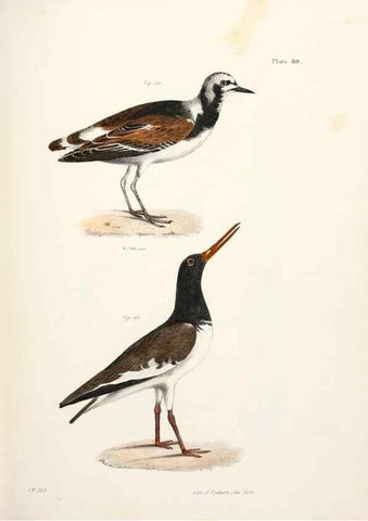 Reproducción/Reproduction 7894701834: Zoology of New York;. Albany :W. & A. White & J. Visscher :1842-44.