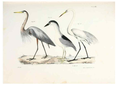 Reproducción/Reproduction 7894702570: Zoology of New York;. Albany :W. & A. White & J. Visscher :1842-44.