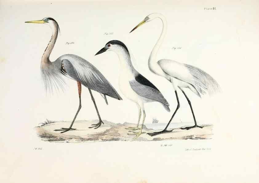 Reproducción/Reproduction 7894702570: Zoology of New York;. Albany :W. & A. White & J. Visscher :1842-44.