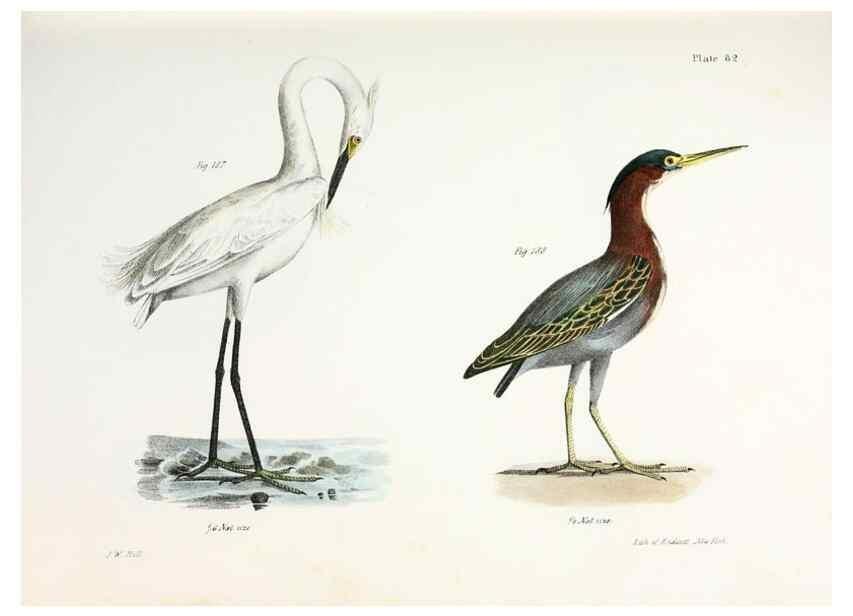 Reproducción/Reproduction 7894703278: Zoology of New York;. Albany :W. & A. White & J. Visscher :1842-44.
