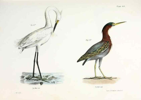 Reproducción/Reproduction 7894703278: Zoology of New York;. Albany :W. & A. White & J. Visscher :1842-44.