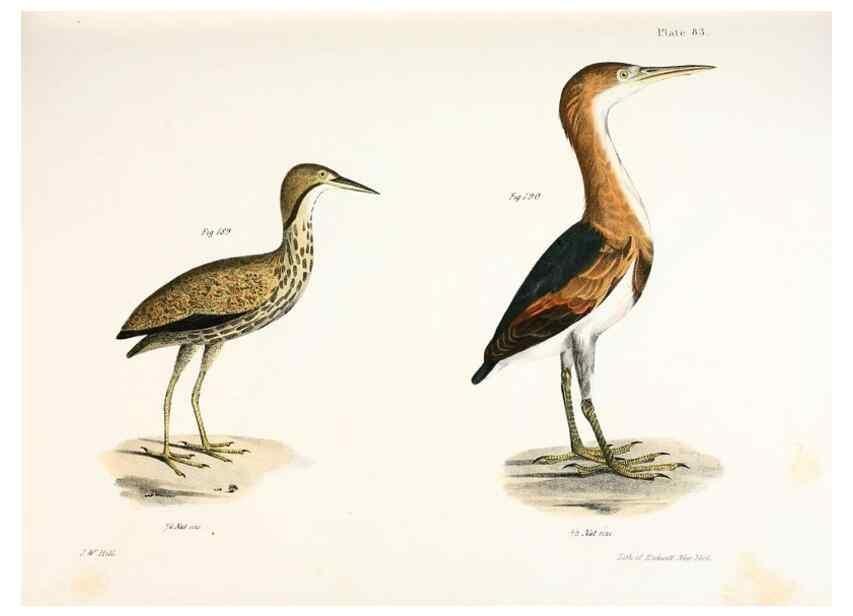 Reproducción/Reproduction 7894704046: Zoology of New York;. Albany :W. & A. White & J. Visscher :1842-44.