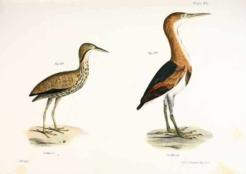 Reproducción/Reproduction 7894704046: Zoology of New York;. Albany :W. & A. White & J. Visscher :1842-44.