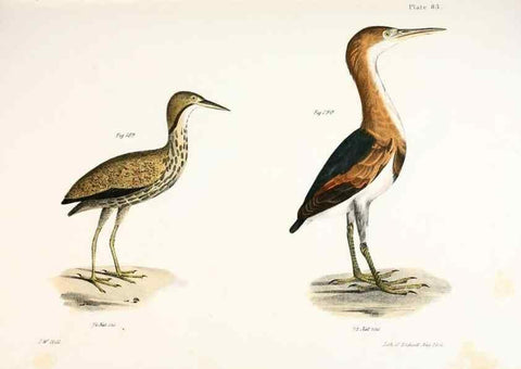 Reproducción/Reproduction 7894704046: Zoology of New York;. Albany :W. & A. White & J. Visscher :1842-44.