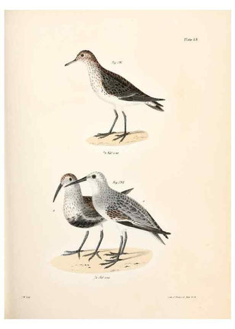 Reproducción/Reproduction 7894704790: Zoology of New York;. Albany :W. & A. White & J. Visscher :1842-44.