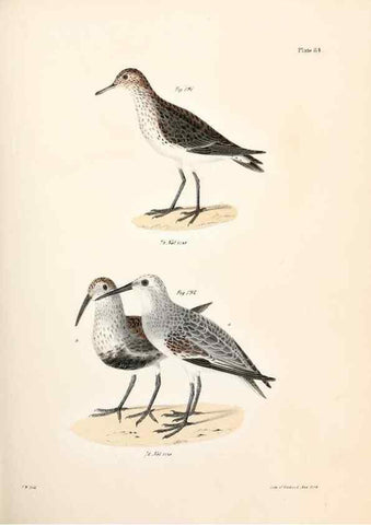 Reproducción/Reproduction 7894704790: Zoology of New York;. Albany :W. & A. White & J. Visscher :1842-44.