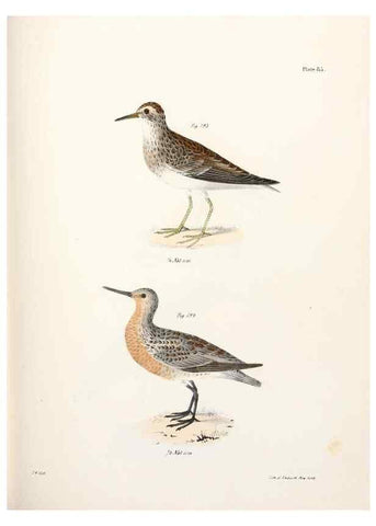 Reproducción/Reproduction 7894705464: Zoology of New York;. Albany :W. & A. White & J. Visscher :1842-44.