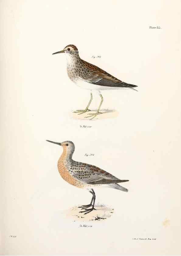 Reproducción/Reproduction 7894705464: Zoology of New York;. Albany :W. & A. White & J. Visscher :1842-44.