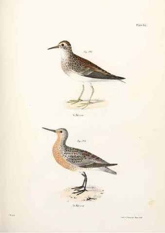 Reproducción/Reproduction 7894705464: Zoology of New York;. Albany :W. & A. White & J. Visscher :1842-44.