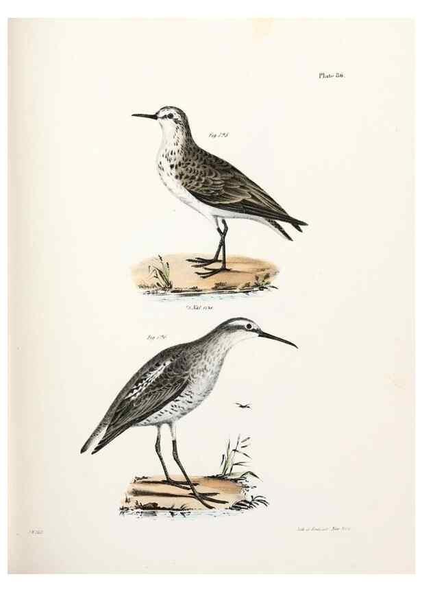 Reproducción/Reproduction 7894706080: Zoology of New York;. Albany :W. & A. White & J. Visscher :1842-44.
