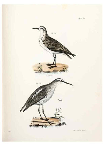 Reproducción/Reproduction 7894706080: Zoology of New York;. Albany :W. & A. White & J. Visscher :1842-44.
