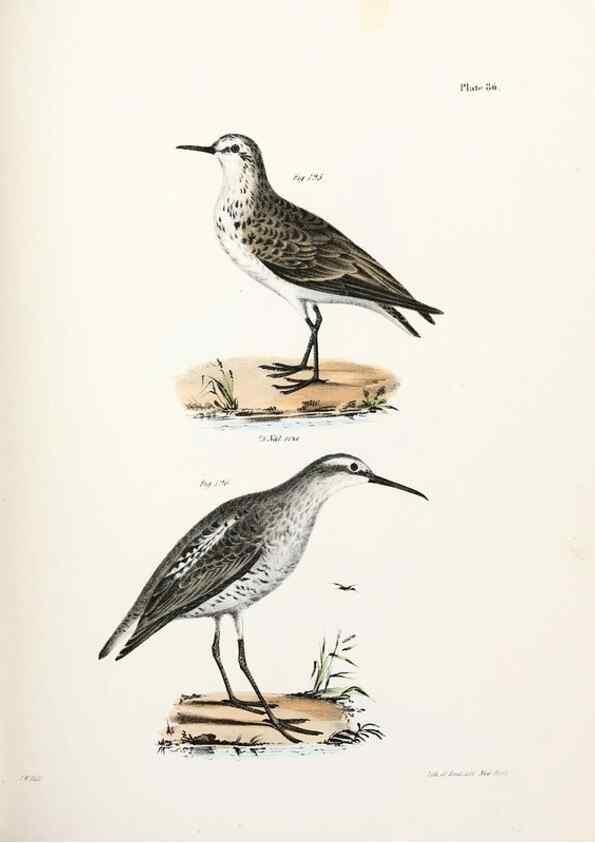 Reproducción/Reproduction 7894706080: Zoology of New York;. Albany :W. & A. White & J. Visscher :1842-44.