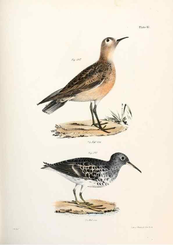 Reproducción/Reproduction 7894706696: Zoology of New York;. Albany :W. & A. White & J. Visscher :1842-44.