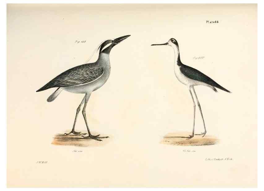 Reproducción/Reproduction 7894707370: Zoology of New York;. Albany :W. & A. White & J. Visscher :1842-44.