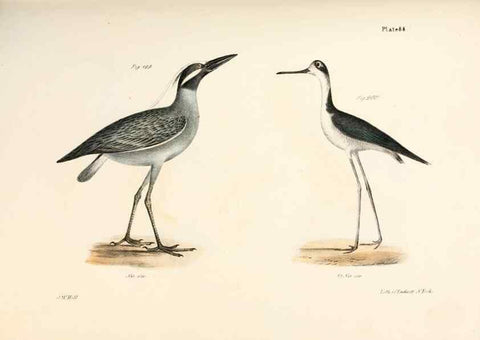 Reproducción/Reproduction 7894707370: Zoology of New York;. Albany :W. & A. White & J. Visscher :1842-44.