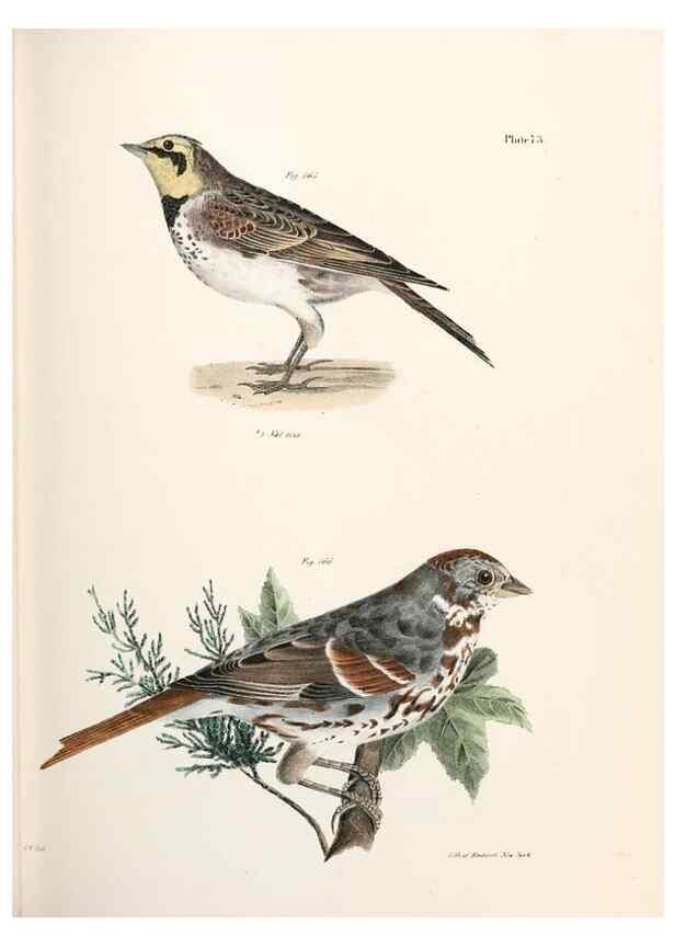 Reproducción/Reproduction 7894696628: Zoology of New York;. Albany :W. & A. White & J. Visscher :1842-44.