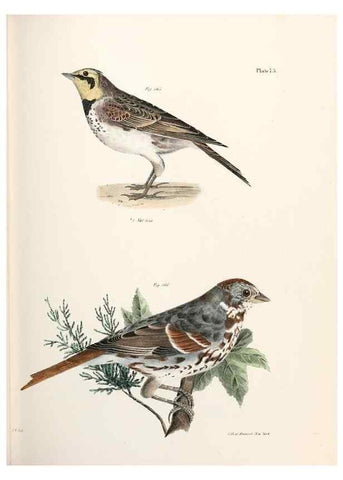 Reproducción/Reproduction 7894696628: Zoology of New York;. Albany :W. & A. White & J. Visscher :1842-44.
