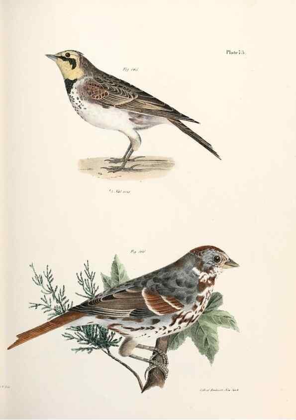Reproducción/Reproduction 7894696628: Zoology of New York;. Albany :W. & A. White & J. Visscher :1842-44.