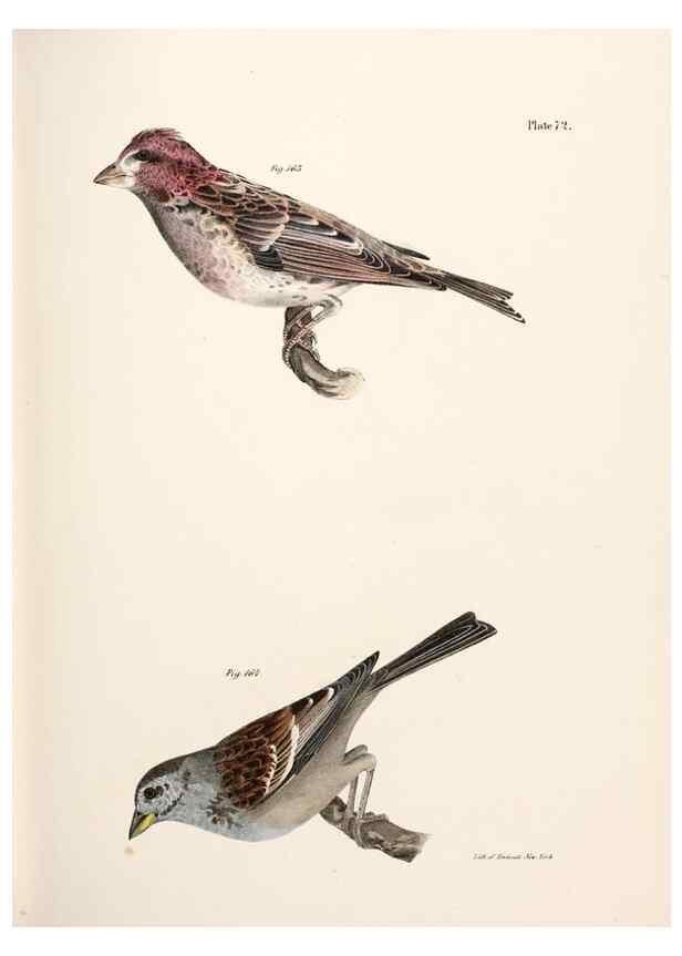 Reproducción/Reproduction 7894695950: Zoology of New York;. Albany :W. & A. White & J. Visscher :1842-44.